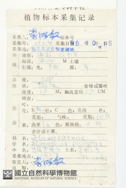 胡頹子藏品圖，第2張