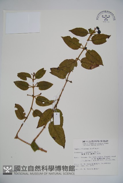 阿里山忍冬、漸尖葉忍冬藏品圖，第1張