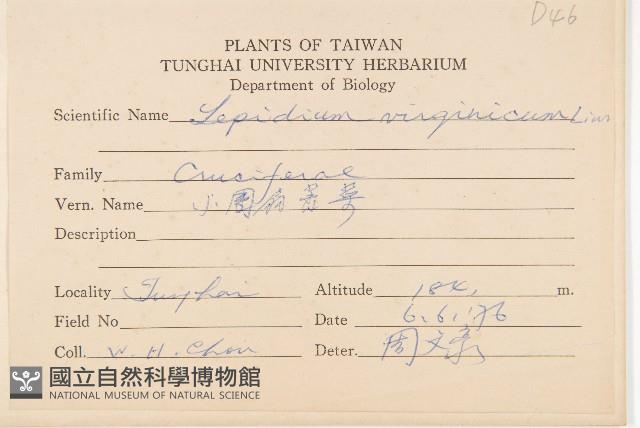 獨行菜藏品圖，第2張