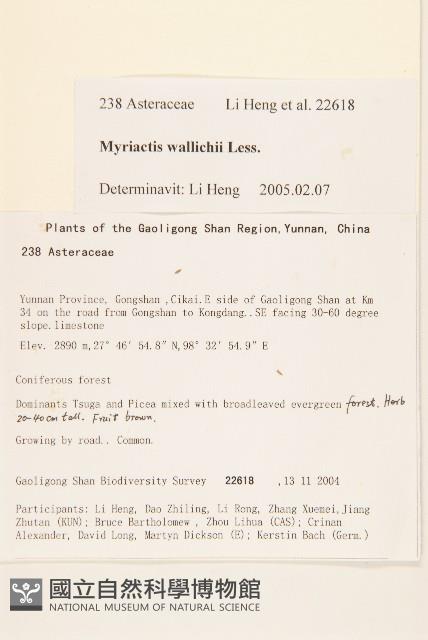 千星菊藏品圖，第2張