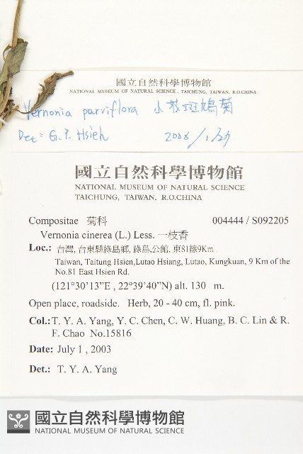 小花斑鳩菊藏品圖，第2張