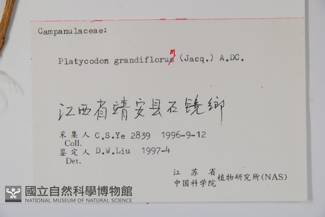 桔梗藏品圖，第2張