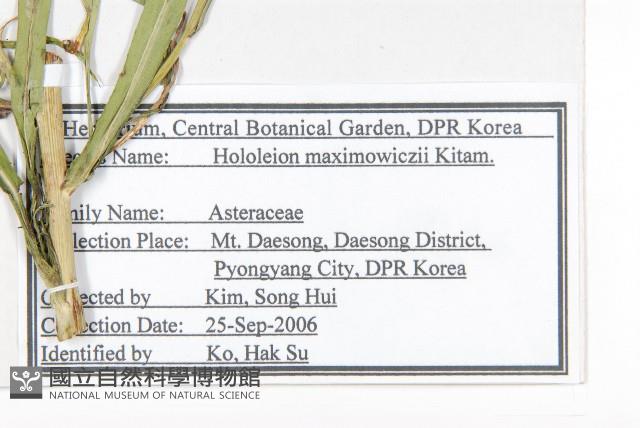 全光菊藏品圖，第2張