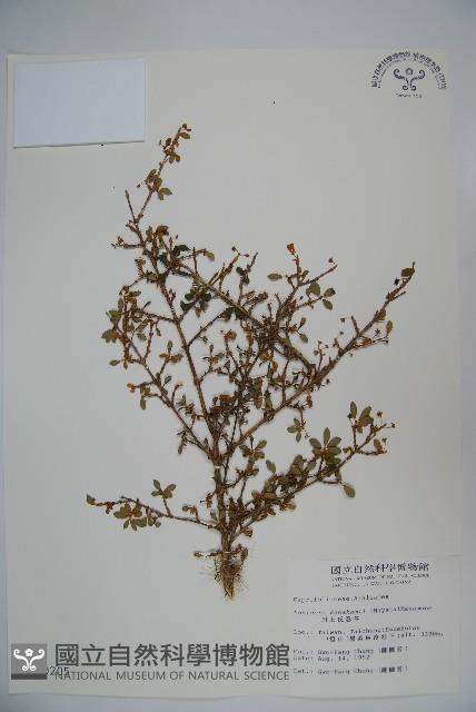 川上氏忍冬藏品圖，第1張