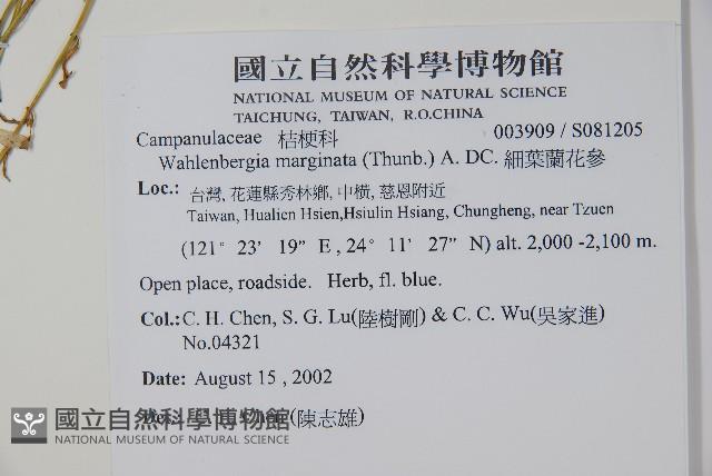 細葉蘭花參藏品圖，第2張