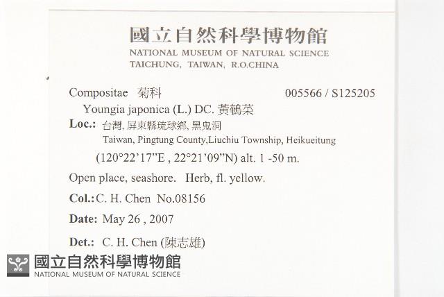 黃鵪菜藏品圖，第2張