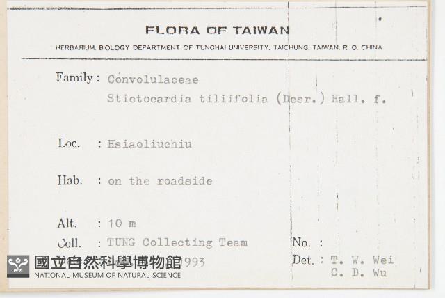 大萼旋花藏品圖，第2張