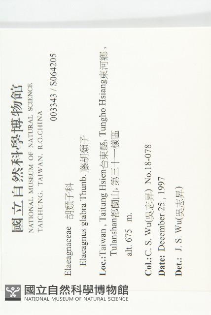 藤胡頹子藏品圖，第2張