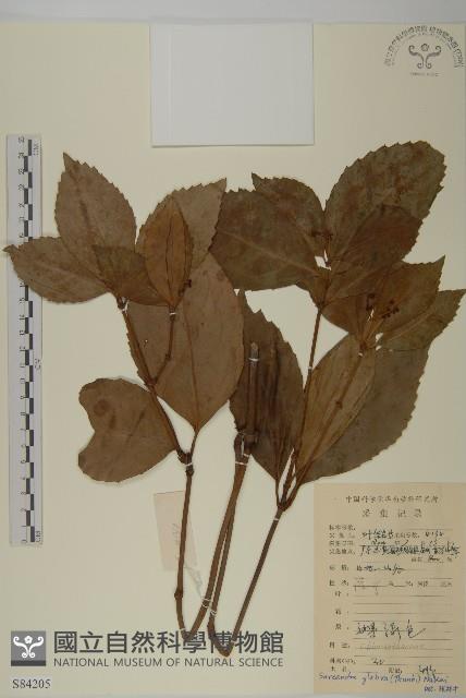 草珊瑚、紅果金粟蘭藏品圖，第1張