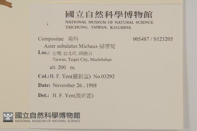 掃帚菊藏品圖，第2張