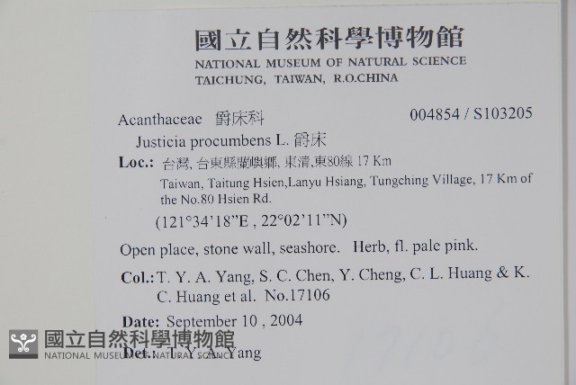 爵床藏品圖，第2張