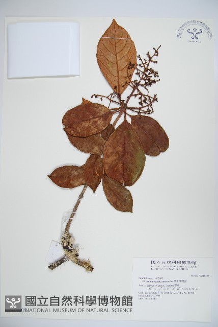 珊瑚樹藏品圖，第1張