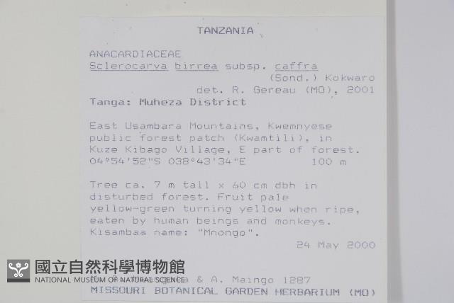 伯爾硬胡桃、酒樹藏品圖，第2張