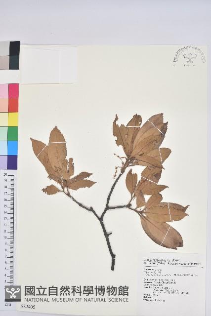 毽子櫟藏品圖，第1張