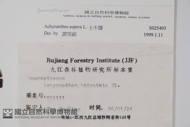 土牛膝藏品圖，第2張