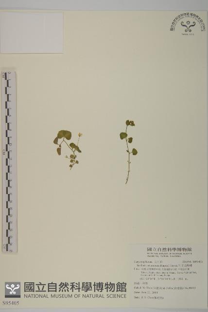 阿里山繁縷藏品圖，第1張