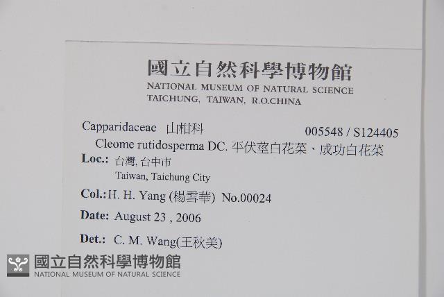 平伏莖白花菜、成功白花菜藏品圖，第2張