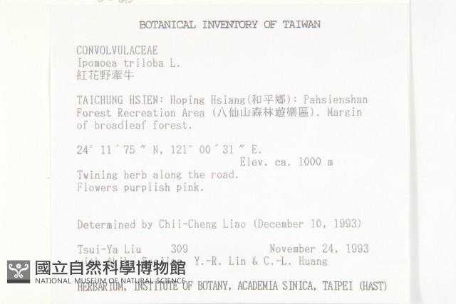 紅花野牽牛藏品圖，第2張