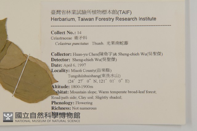 光果南蛇藤藏品圖，第2張