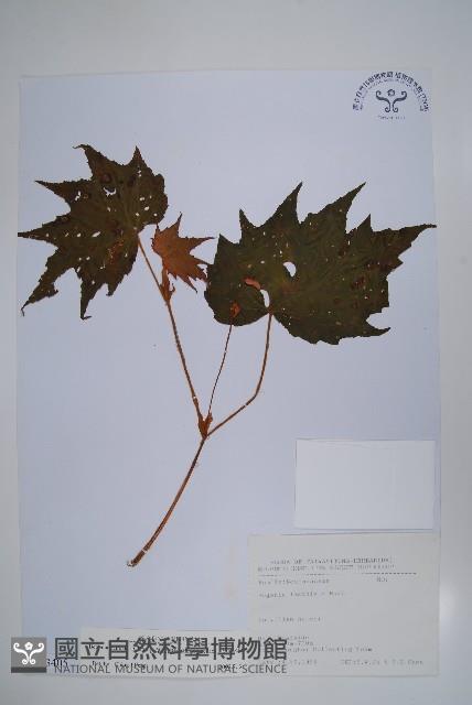 裂葉秋海棠藏品圖，第1張