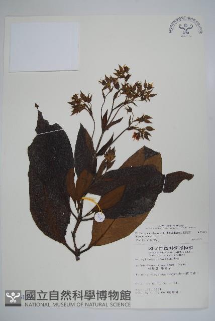 假酸漿藏品圖，第1張