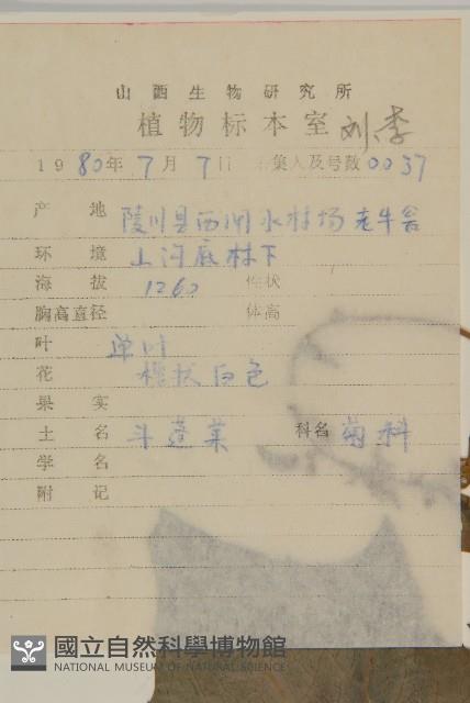 斗蓬菜藏品圖，第2張