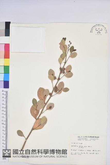 白樹仔藏品圖，第1張