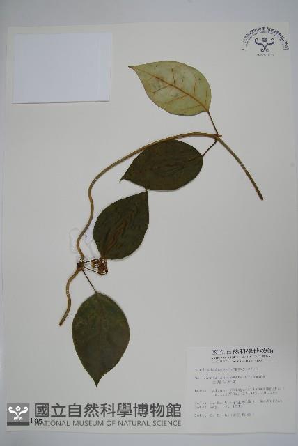 臺灣牛嬭菜藏品圖，第1張