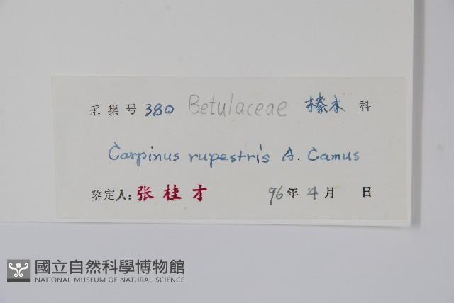 岩生鵝耳櫪藏品圖，第2張