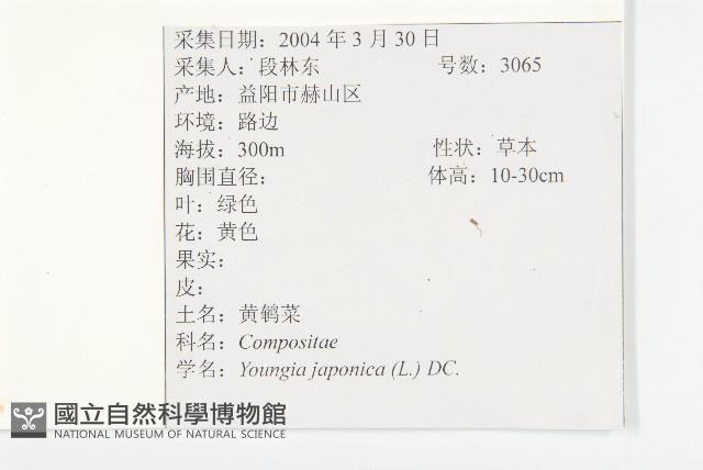黃鵪菜藏品圖，第2張