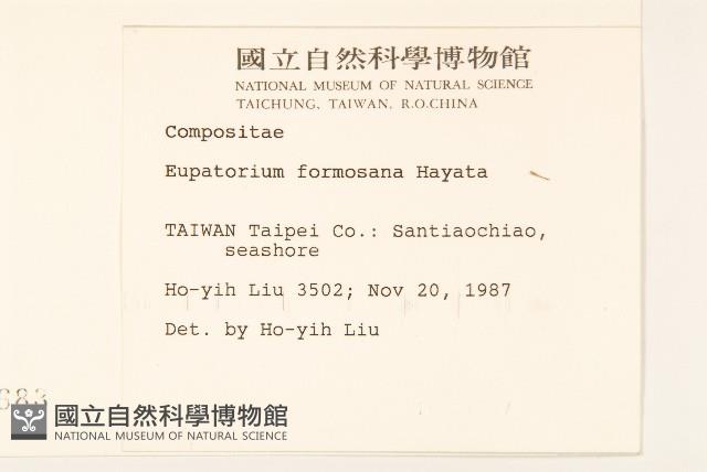 臺灣澤蘭藏品圖，第2張