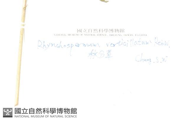 秋分草藏品圖，第2張