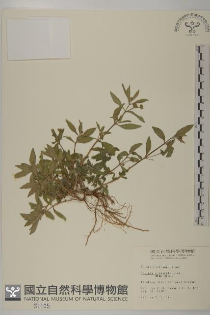 鱧腸藏品圖，第1張