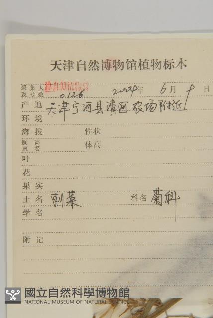 大刺兒菜藏品圖，第2張