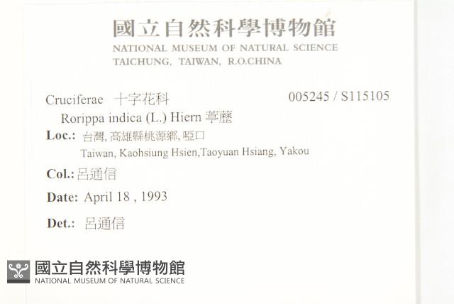 葶藶藏品圖，第2張