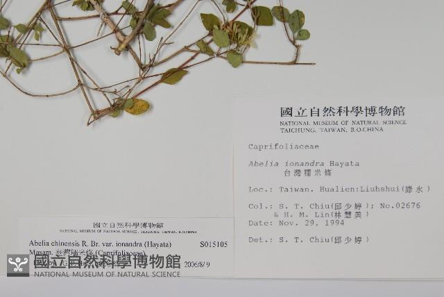 臺灣糯米條藏品圖，第2張