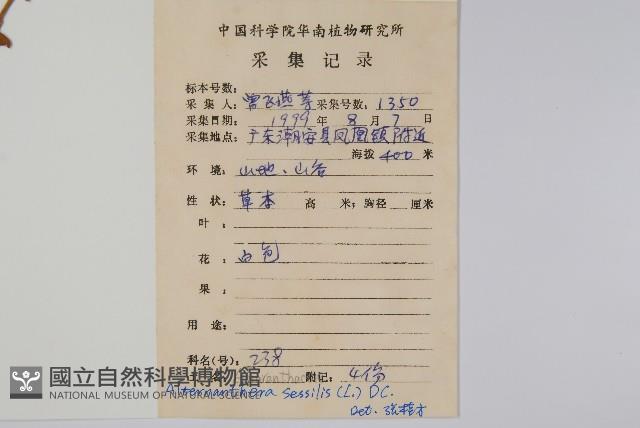 蓮子草藏品圖，第2張