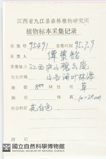 凹葉景天藏品圖，第2張