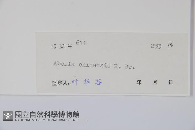 Abelia Collection Image, Figure 2, Total 2 Figures