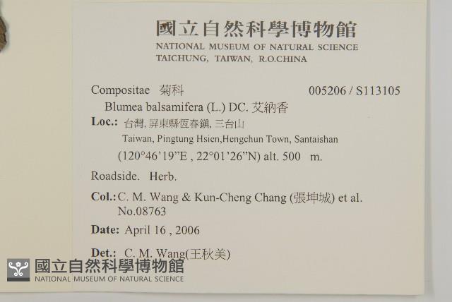 艾納香藏品圖，第2張