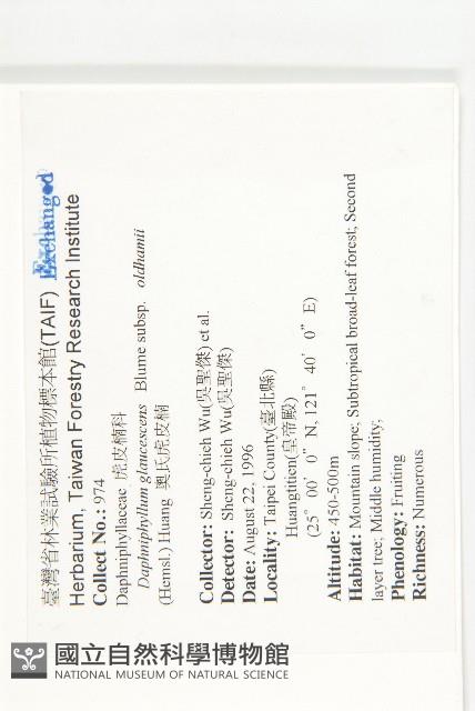 耿氏虎皮楠藏品圖，第2張