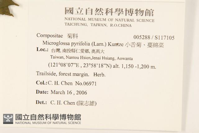 小舌菊、蔓綿菜藏品圖，第2張