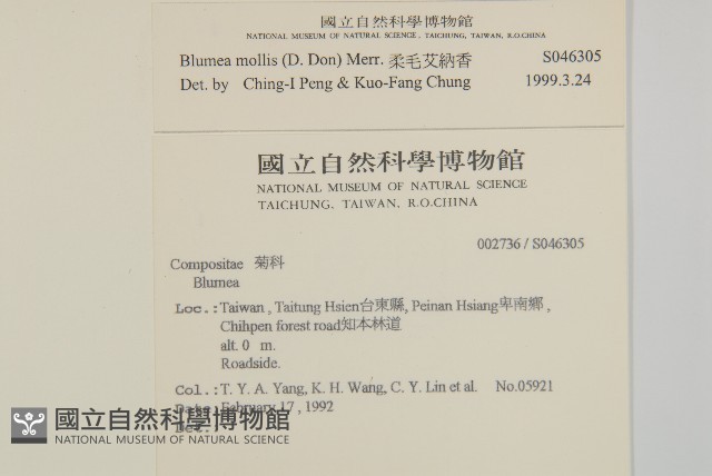 柔毛艾納香藏品圖，第2張