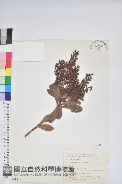 臺灣馬醉木藏品圖，第1張