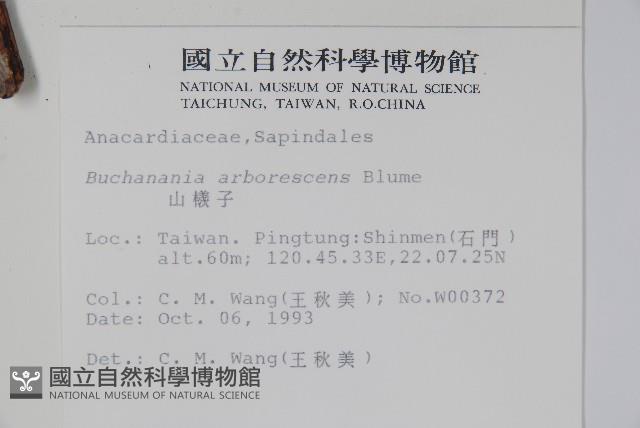 山檨子藏品圖，第2張