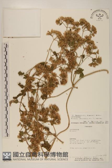 蔓澤蘭藏品圖，第1張