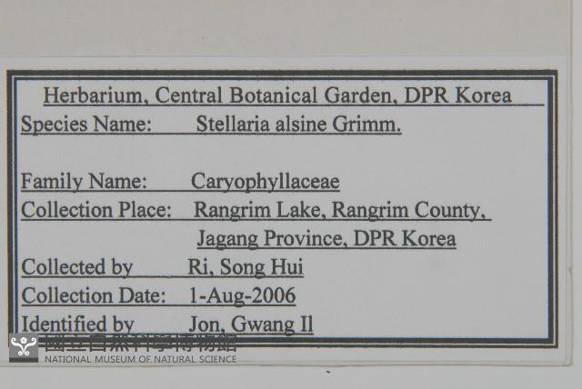 雀舌草藏品圖，第2張