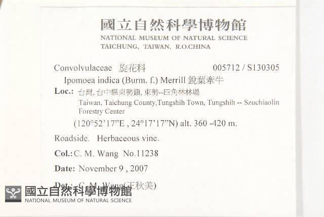 銳葉牽牛藏品圖，第2張