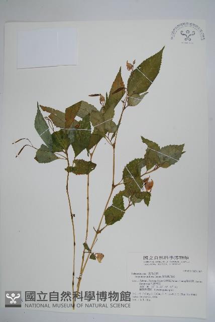 紫花鳳仙花藏品圖，第1張