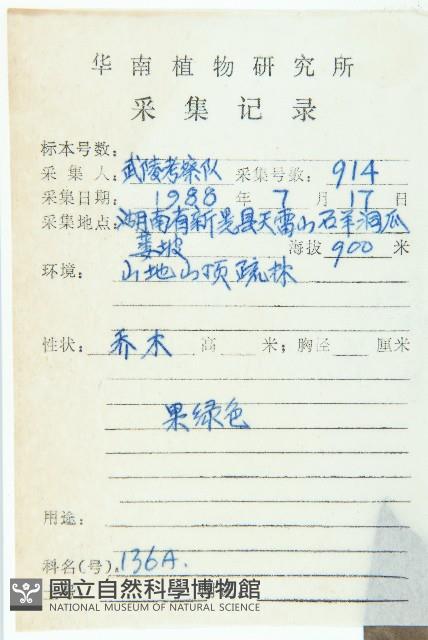 俄氏虎皮楠、蘭嶼虎皮楠、虎皮楠藏品圖，第2張